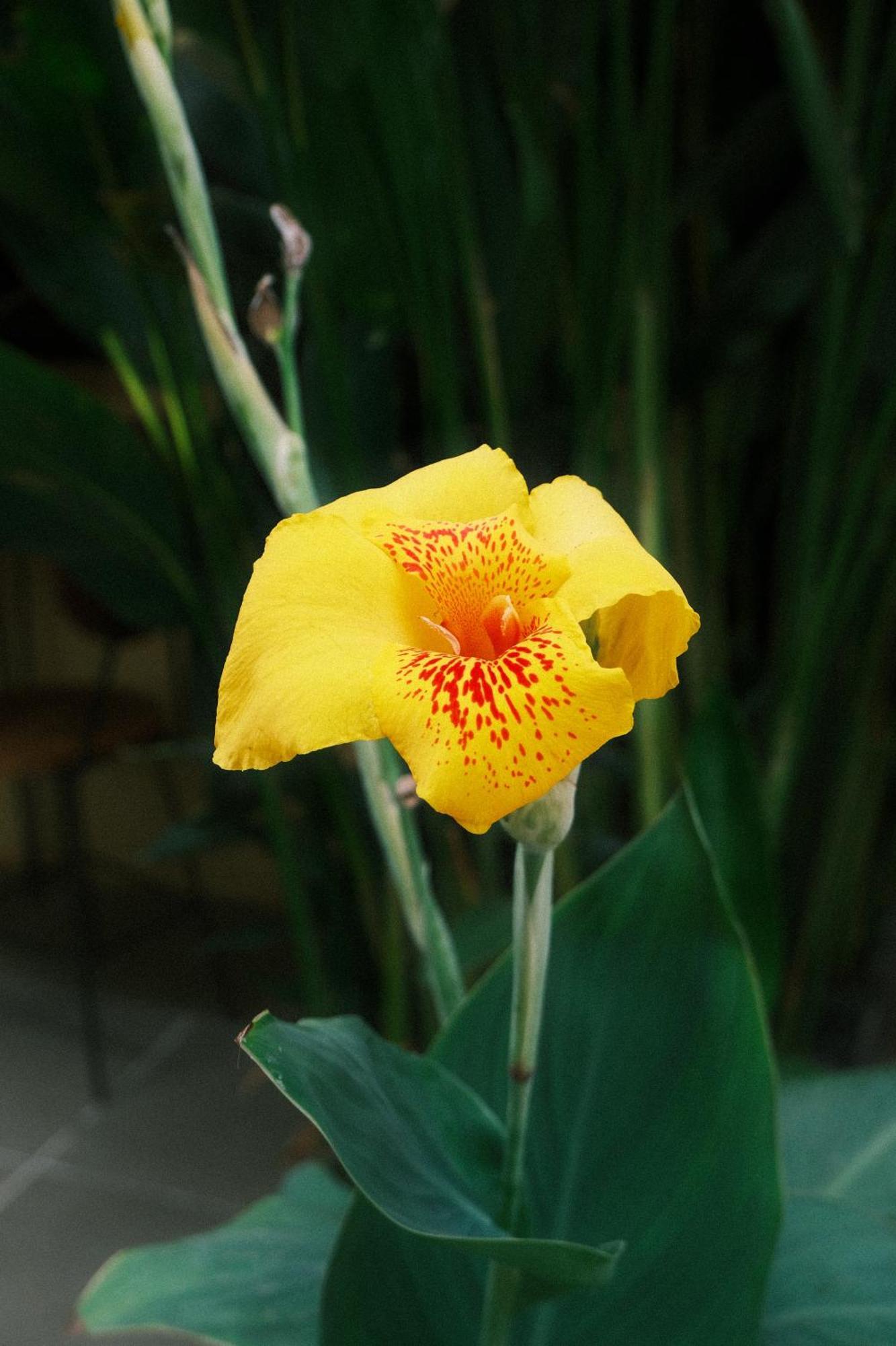 Siem Reap Homesteading II מראה חיצוני תמונה